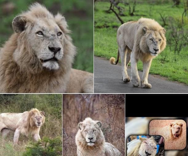 “Casper” is alive and well and (still) living in Kruger