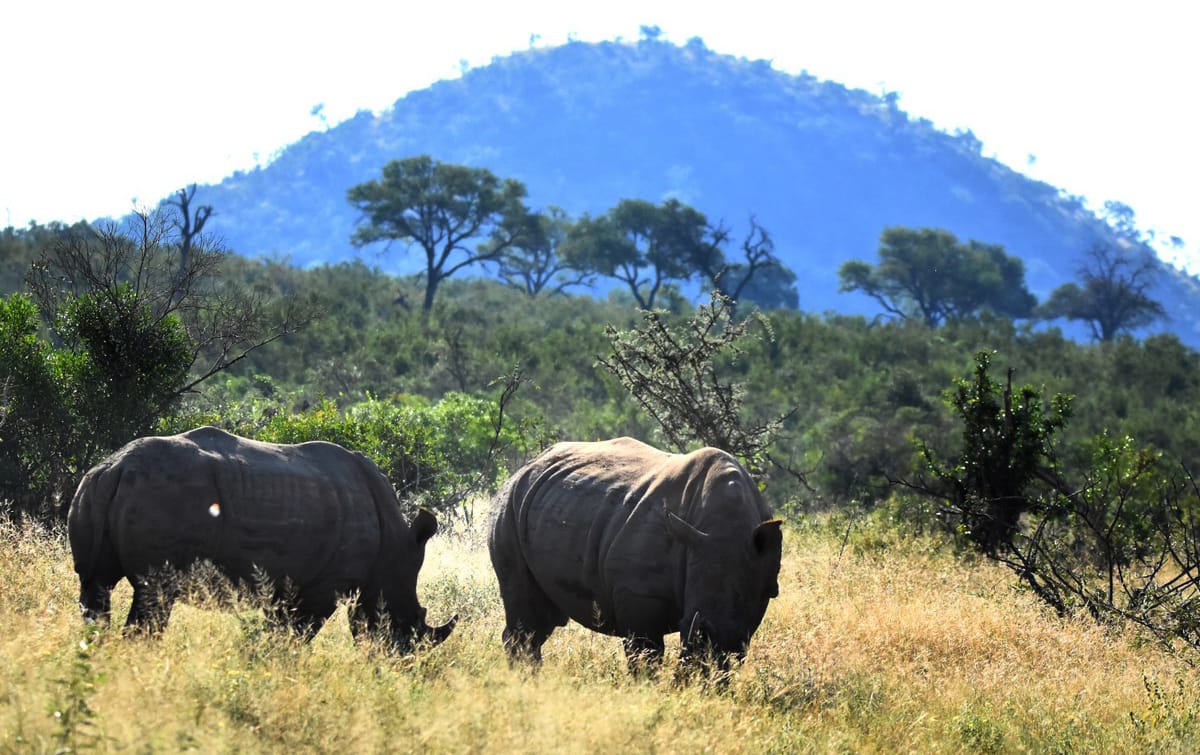 Celebrate South Africa’s wild heritage during National Parks Week