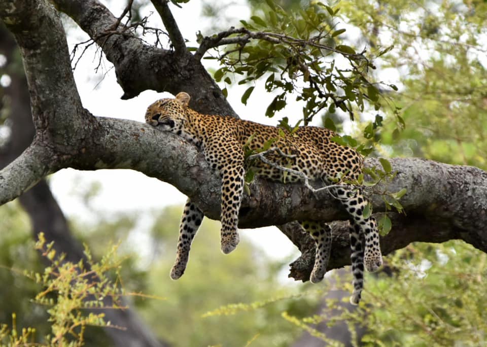 The Kruger Safari Co: Bringing the Magic of the Kruger to Life