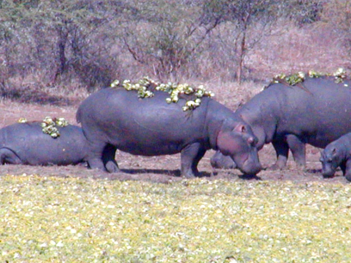 Moments of wonder: intriguing animal behaviour in Southern Africa’s wild spaces