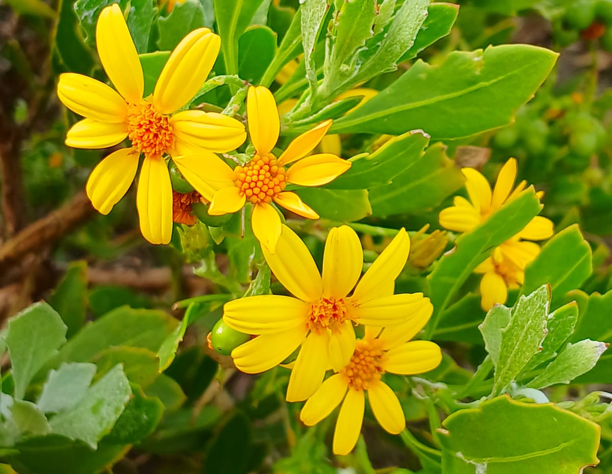 There’s much beyond the flower frenzy in the West Coast National Park