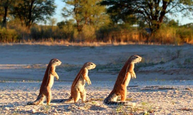 Exploring the Kgalagadi Transfrontier Park