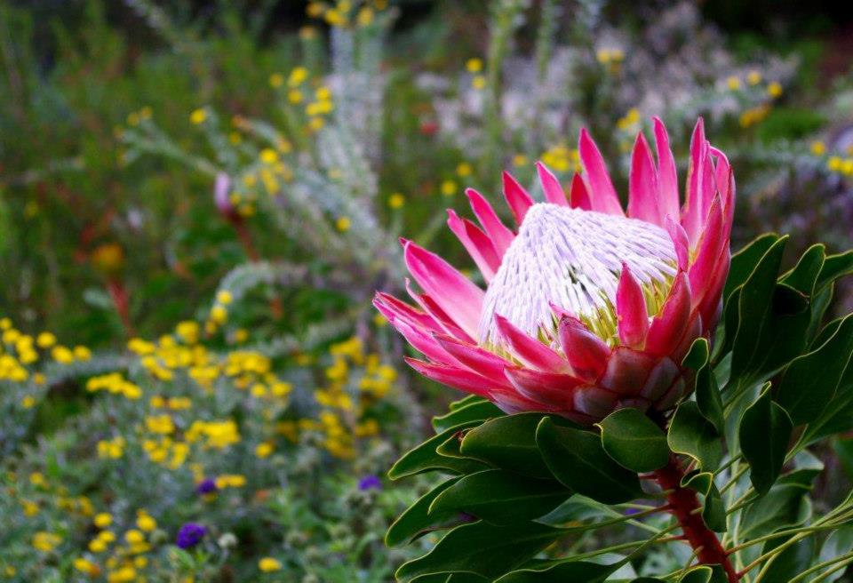 Kirstenbosch: South Africa’s own Garden of Eden