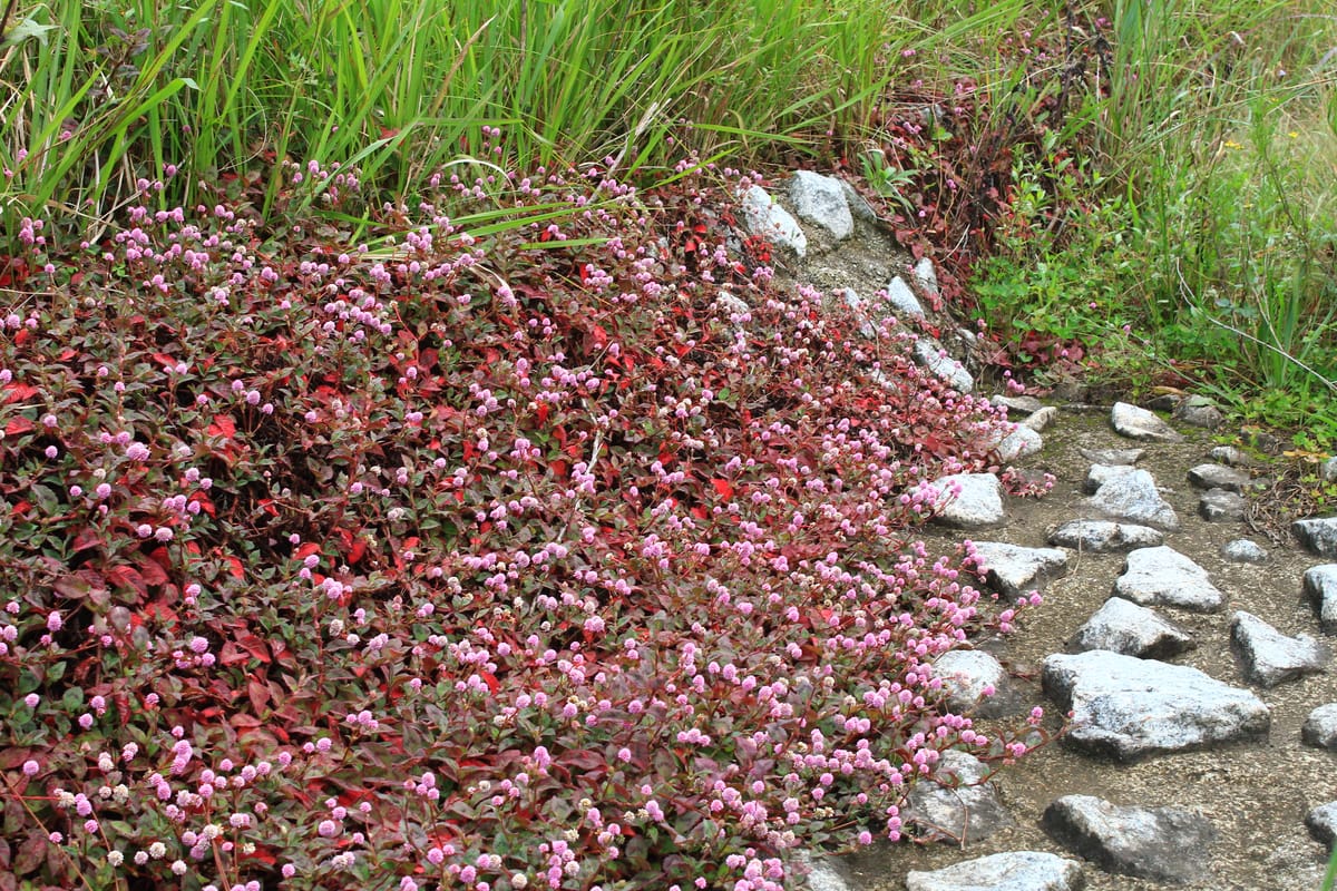 Travelling through South Africa: The flora of the different regions