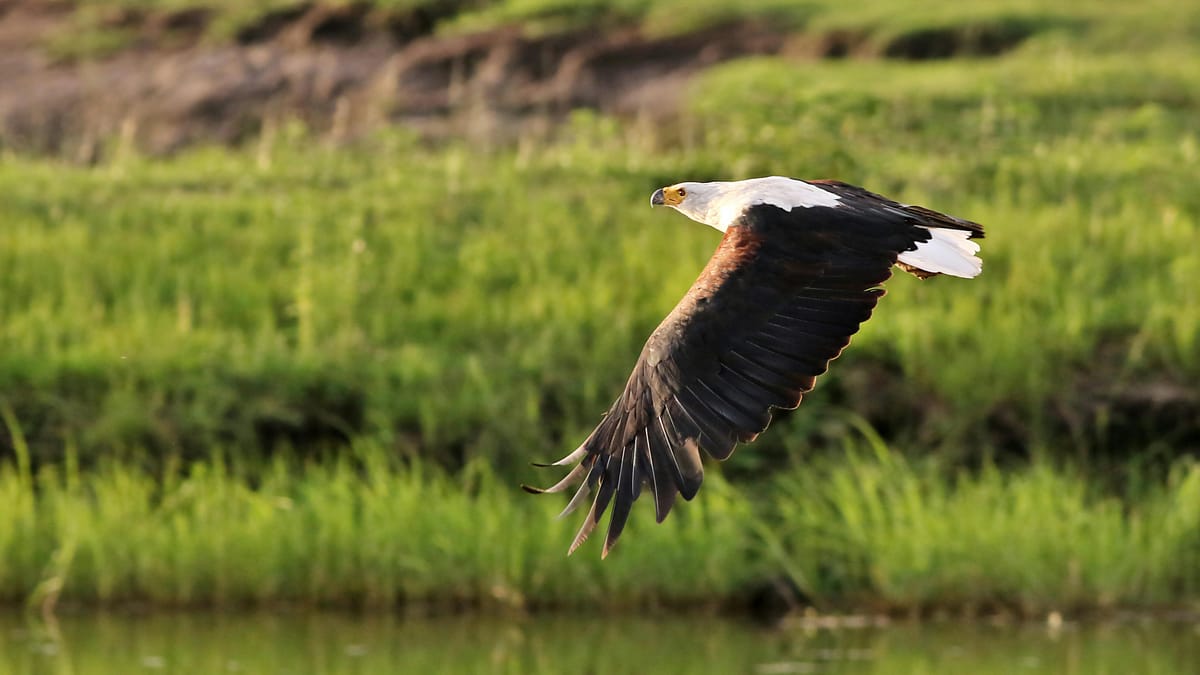 Best places in southern Africa for birdwatching