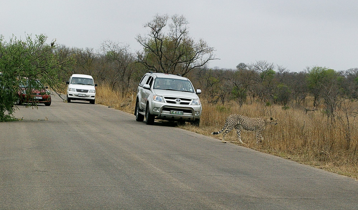 Can you self-drive in all South African game parks?