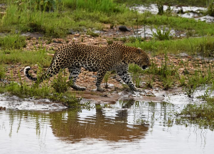 I don't like the Kruger National Park…