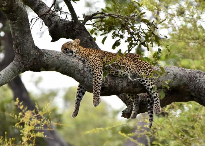The Kruger Safari Co: Bringing the Magic of the Kruger to Life