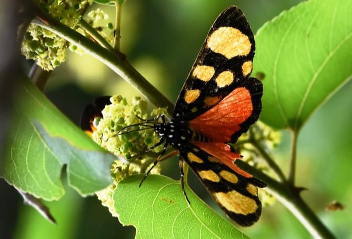 Is it worthwhile to visit the Kruger National Park in summer?