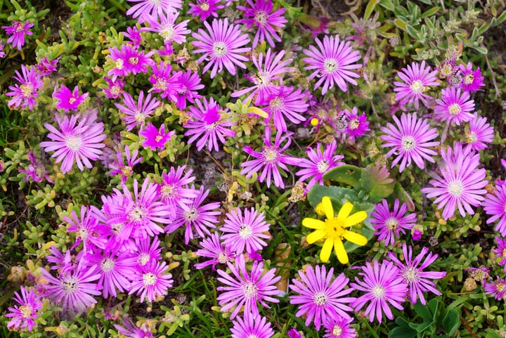 Don’t miss the flower season in Namaqua National Park!