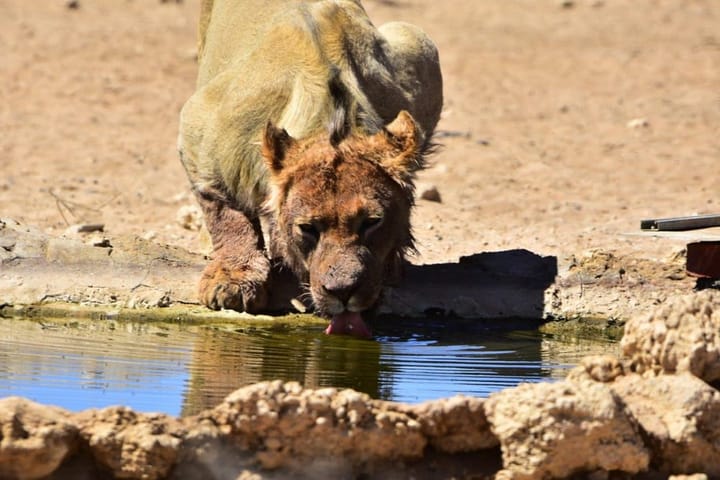 Five things you can enjoy on safari in South Africa that you can't anywhere else in the world