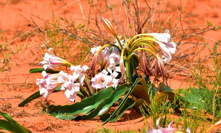 Isn’t the Kgalagadi just a glorified desert with a few lonely antelopes?