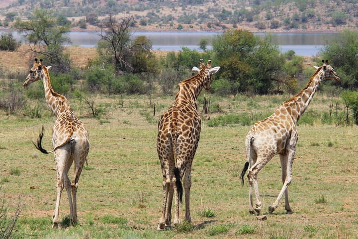 Will Pilanesberg’s new tariffs price out the very tourists it needs most?
