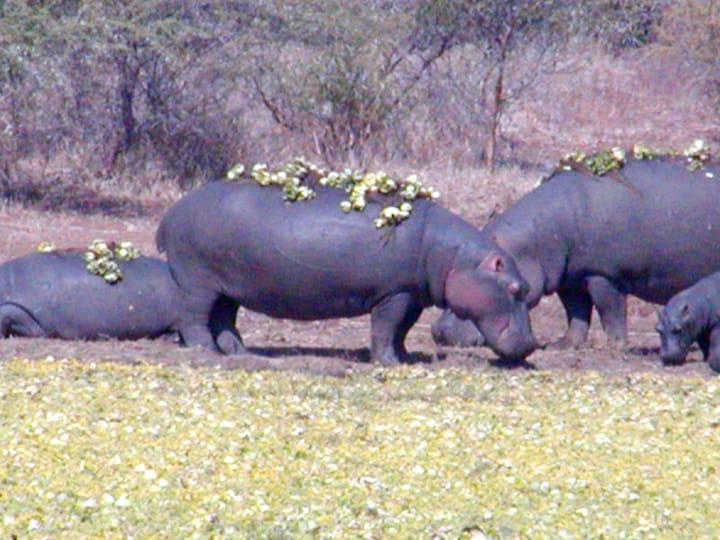 Moments of wonder: intriguing animal behaviour in Southern Africa’s wild spaces