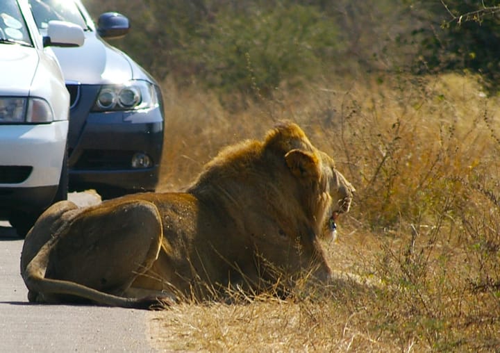 Game viewing etiquette during peak season in the Kruger National Park