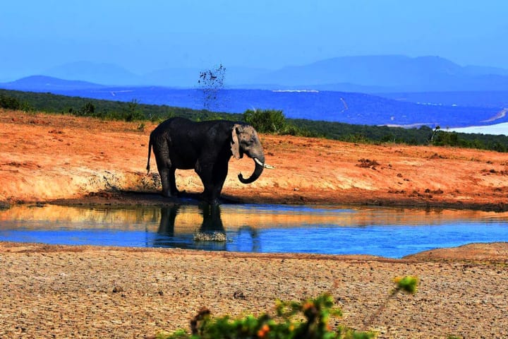 Elephants, endemics and a glorious fuss in Addo