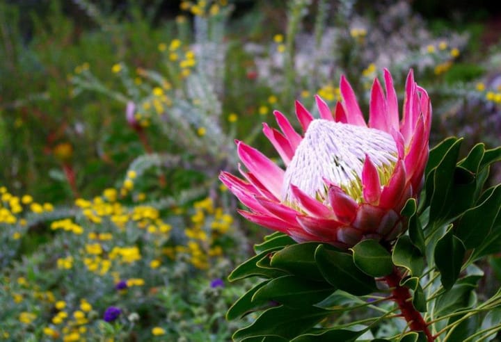 Kirstenbosch: South Africa’s own Garden of Eden