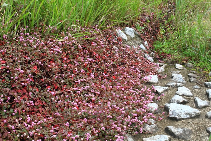 Travelling through South Africa: The flora of the different regions