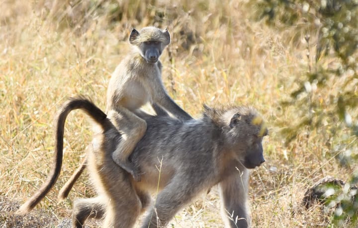 Is a day trip into the Kruger worthwhile?