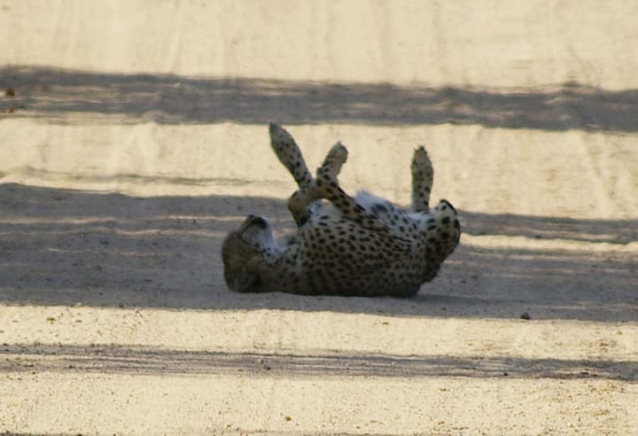 Saving fuel while driving in the Kruger