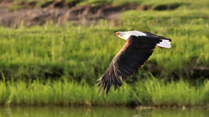 Best places in southern Africa for birdwatching