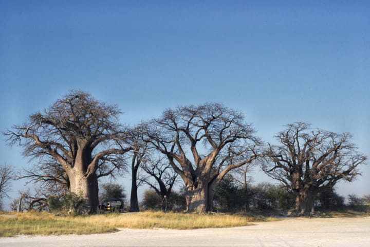 Nxai Pan National Park reveals a landscape shaped by the seasons