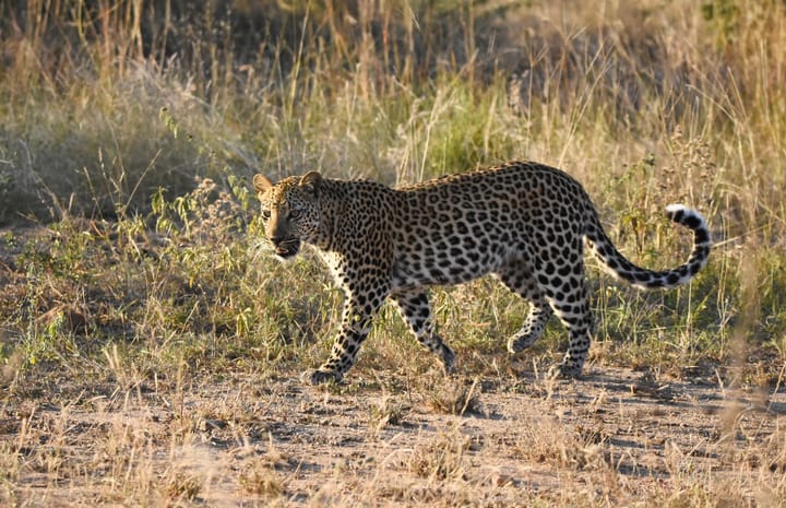 When is the best time of day to look for predators in the Kruger?