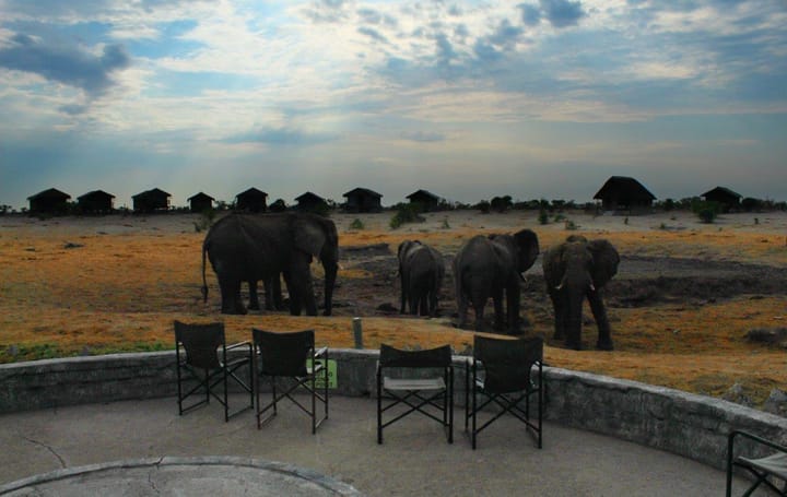 Elephant Sands: For the love of elephants