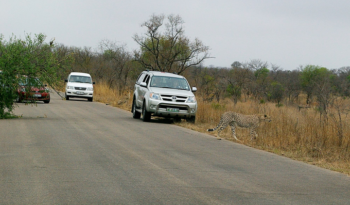 Can you self-drive in all South African game parks?